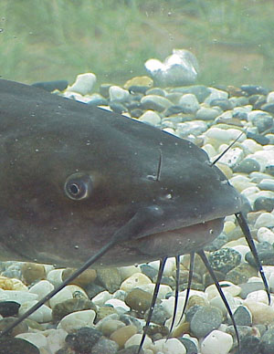 An adult channel catfish.