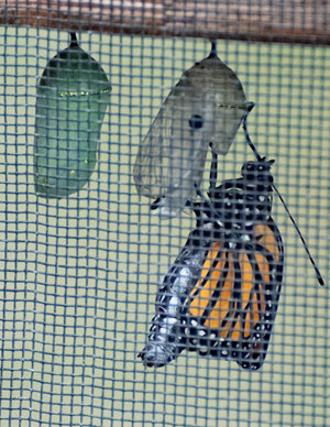 A monarch pupa and a butterfly emerging from its chrysalis.