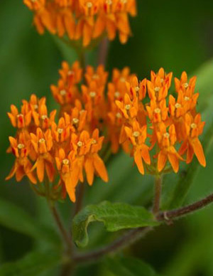 Butterfly weed.