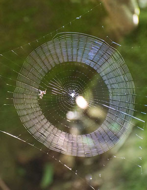 A spider and her web.